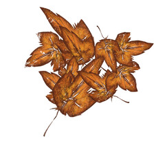 leaf isolated on white