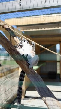 a lamur with a hanging tongue and a long tail to sit on a tree in a klitz. funny lamour vertical video