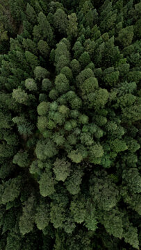 Forest landscapes of M&eacute;xico 