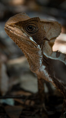 Hernandez's helmeted basilisk camouflaging in the jungle 