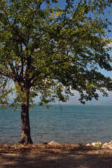 Tree on the shore of lake. Lake Skadar in Montenegro on a sunny day. Nature photography. 