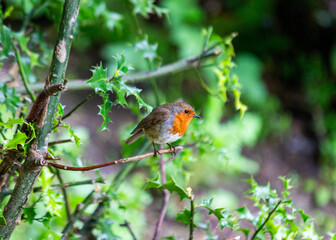 Robin Red Breast (Erithacus rubecula) in Dublin, Ireland