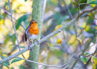Robin Red Breast (Erithacus rubecula) in Dublin, Ireland