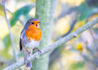 Robin Red Breast (Erithacus rubecula) in Dublin, Ireland