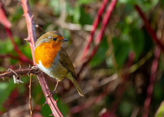 Robin Red Breast (Erithacus rubecula) in Dublin, Ireland