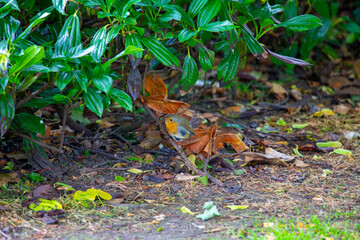 Obraz premium Robin Red Breast (Erithacus rubecula) in Dublin, Ireland