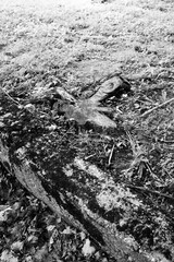 An old abandoned building foundation in black and white.