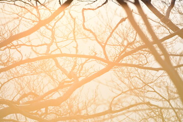motifs de branches d'arbre dans une lumière dorée d'été