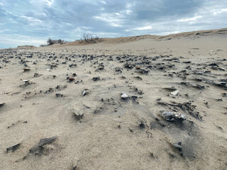 windswept beach and sand dunes