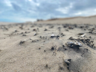 windswept beach macro