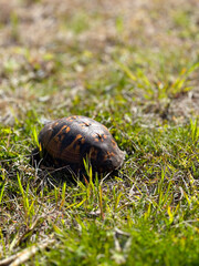 turtle on grass