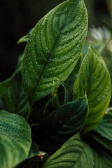Tropical indoor flower in a pot. Diseases of indoor plants, yellowed leaves © Ирина Санжаровская