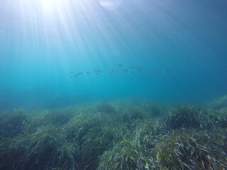Fototapeta na wymiar Image sous-marine d'un banc de poisson en méditerranée