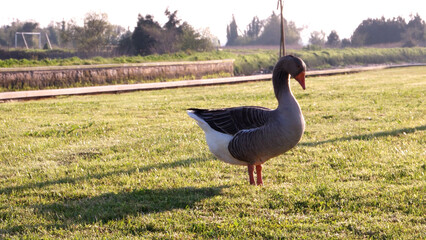  Gray goose on green grass