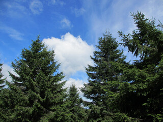 Fototapeta premium Green spruce on the mountains of the Carpathians, Ukraine
