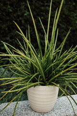 Tropical indoor flower in a pot. Diseases of indoor plants, yellowed leaves