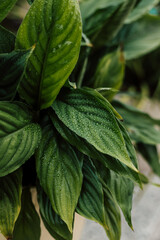 Tropical indoor flower in a pot. Diseases of indoor plants, yellowed leaves