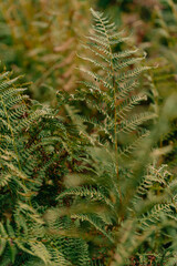 fern in the forest