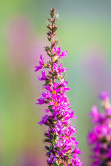 Obraz premium Summer Flowering Purple Loosestrife, Lythrum tomentosum on a green blured background.