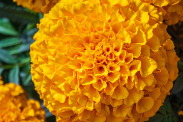 Yellow Zinnia flowers. Flowers zinnia elegans. Color nature background.