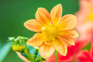 A wonderful Yellow dahlia flower is blooming in the garden.