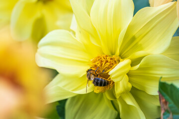A bee collects nectar from yellow flowers of Yellow dahlia flower in the garden in summer close-up.