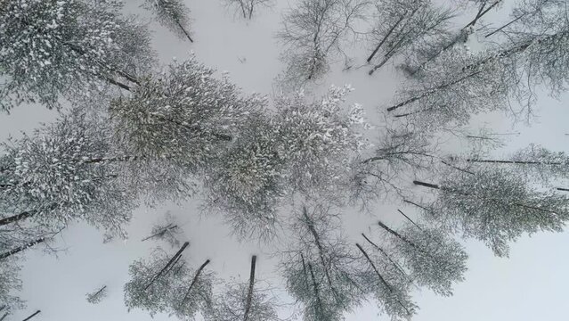 Drone rising over snow covered trees in a boreal forest, Finland