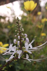 Cat wiskers-Java Tea bloom
