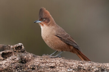 Brown cacholote , in Pampas forest environment, La Pampa province, Patagonia , Argentina