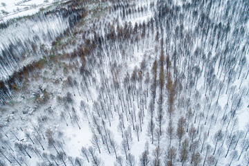 aerial top view, Pine forest burned by a wildfire covered by snow in winter
