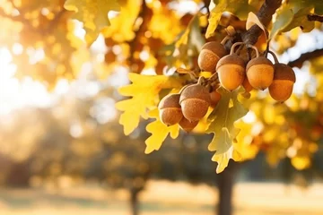 Fotobehang Autumn yellow leaves of oak tree with acorns in autumn park. Fall background with leaves in sun lights with bokeh © Enigma