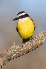 Great Kiskadee,  Pitangus sulphuratus, Calden forest, La Pampa, Argentina