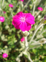 Rose Campion (in german Kronen-Lichtnelke also Kranzlichtnelke also Vexiernelke) Lychnis coronaria