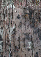 bark of a tree