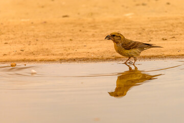 Crossbill or Loxia curvirostra, reflected in a golden spring.