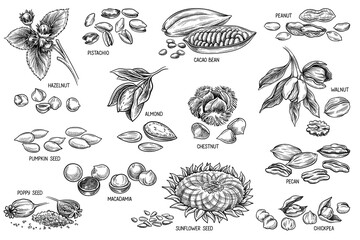 Nuts and seeds sketch set. Outline engraving with poppy and sunflower seeds, macadamia and walnut, almond and peanut, cocoa bean and pecan. Linear flat vector collection isolated on white background - obrazy, fototapety, plakaty