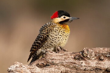 Green barred Woodpecker in forest environment,  La Pampa province, Patagonia, Argentina.