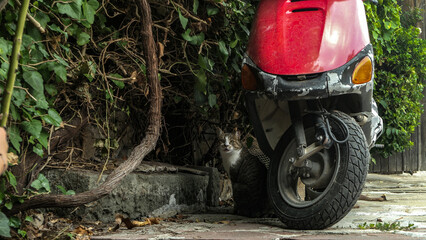 Sozopol, kot na ulicy, w mieście, czerwony skuter, zainteresowany, ciekawski kot, patrzy, tło