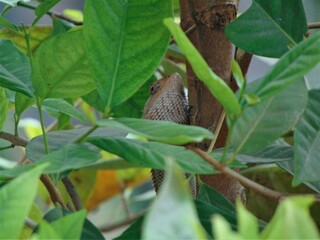 photo of a cute iguana hiding in a tree branch