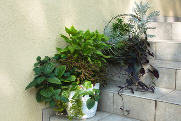 Plant composition made from coleus, Silver ragwort and Plectranthus coleoides.