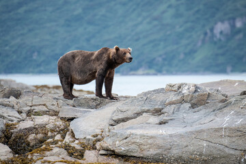 Schöner Grizzlybär am Ufer der Kukak Bay von Katmai - Alaska