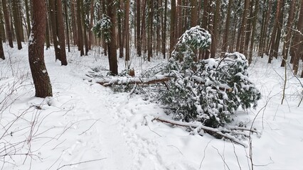 A pine tree growing in a city park was broken by strong winds during a snowstorm and fell. There is...