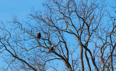 eagles in tree