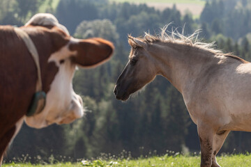 A young konik horse interacting with cows on a pasture outdoors © Annabell Gsödl