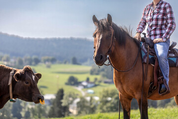 Working horses: Ranch work with cattles in summer outdoors