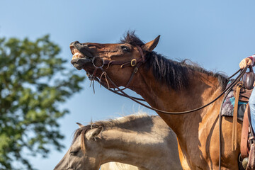 A bay brown western horse looks like it´s laughing