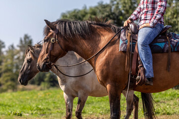 Working horses: Ranch work with cattles in summer outdoors