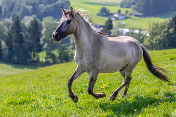 A young konik horse gelding on a pasture in summer outdoors