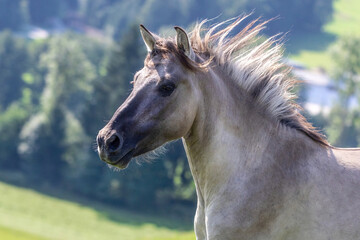 A young konik horse gelding on a pasture in summer outdoors