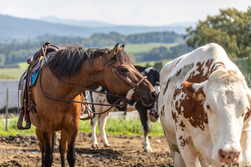 A cow and a horse are sniffing at each other